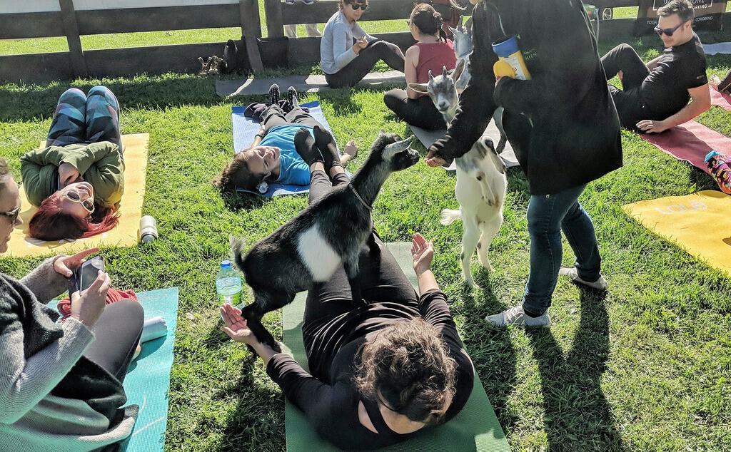 september 2018 income report - goat yoga